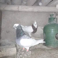 کفتر طوقی سبز