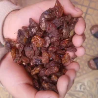 سلام‌کشمش‌گله‌صدرصد‌افتابی‌بدون‌هسته‌شیرین