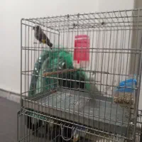 سهره بروجرد