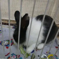 خرگوش|موش و خرگوش|فردیس, شهرک شهید حسینی|دیوار