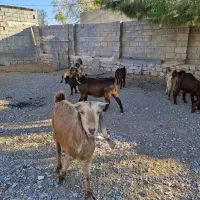فروش ۶عدد بز اصیل شیری سه قلوزا|حیوانات مزرعه|فیروزآباد, |دیوار