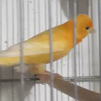 قناری سرخ آماده