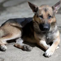 سگ نر ژرمن ورک لاین|سگ|صحنه, |دیوار