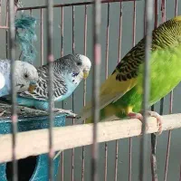 مرغ عشق|پرنده|کرج, چهارصد دستگاه|دیوار