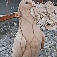 زرد کرمونی  و زرد دم سفید سار سرور|پرنده|مشهد, ادیب نیشابوری (شهرک غرب)|دیوار