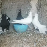 کبوتر جوجه پرشی