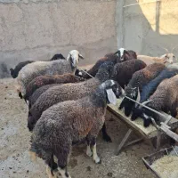 بزغاله و بره