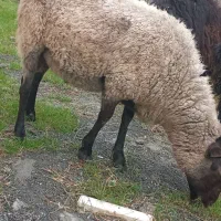 گوسفندهای نر رومانوف و افشار کیلویی ۴۰۰ تومن مقطوع|حیوانات مزرعه|لنگرود, |دیوار