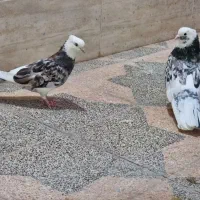 جفت شازده سرور|پرنده|اردکان, |دیوار
