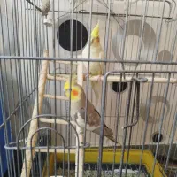 عروس هلندی آهویی|پرنده|تهران, مشیریه|دیوار