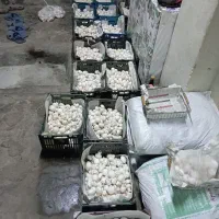 پخش عمده قارچ دکمه ای درجه یک|خوردنی و آشامیدنی|رشت, شهرک قدس|دیوار