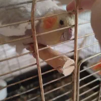 یک جفت عروس هلندی|پرنده|ری, فیروزآبادی|دیوار