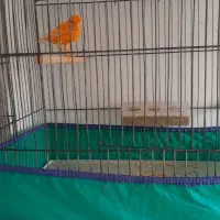 قناری نر رنگ خاص