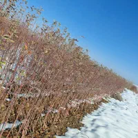 نهال فروشی رحمانی