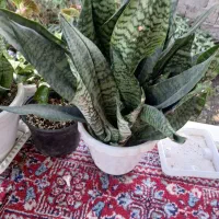 گل سانسوریا مهتابی سبز پاکوتاه متوسط|گل و گیاه طبیعی|سنگر, |دیوار