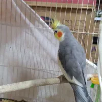 عروس هلندی گل با قالی نر دستی صحبتی