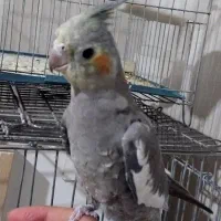 عروس هلندی یه جفت مولد با یه جوجه|پرنده|پاکدشت, پاکدشت (مامازند)|دیوار