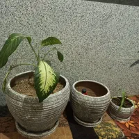 گلدان|گل و گیاه طبیعی|سنندج, |دیوار