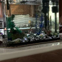 آکواریوم قاب دار|ماهی|میبد, |دیوار