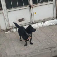 سگ پاکوتاه       700 تومن