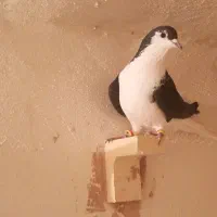 کفتر سوراخ|پرنده|کرمان, |دیوار