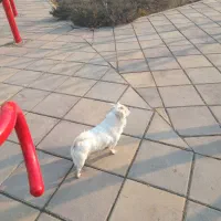 سگ پا کوتا|سگ|شهر ری, تقی آباد|دیوار