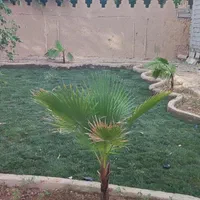چمن طبیعی