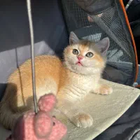 گربه های گلد ny12