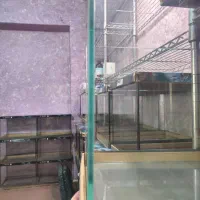 جشنواره آکواریوم های ریملس با قیمت باورنکردنی|ماهی|رشت, پل تالشان|دیوار