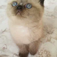 اسکاتیش فولد لانگ هیر و بریتیش هیمالین|گربه|سقز, |دیوار