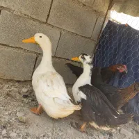 اردک