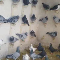 50عدد ماده  هوای قلدر|پرنده|تربت‌حیدریه, فتح المبین|دیوار