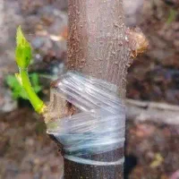 کلیه خدمات باغبانی|خدمات باغبانی و درختکاری|بناب, |دیوار