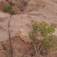 فروش زمین کشاورزی|فروش دفتر صنعتی، کشاورزی، تجاری|تهران, گمرک|دیوار