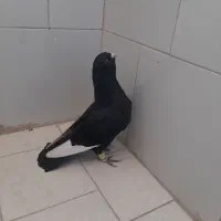 نر گردن کلفت زیل قره سوری درشت مست و جوان