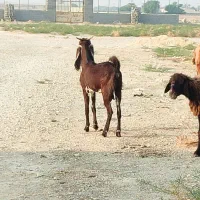 بز پاکستانی|حیوانات مزرعه|بوشهر, |دیوار