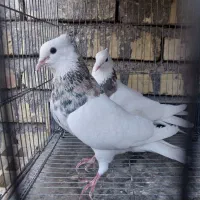 طوقی هفت رنگ