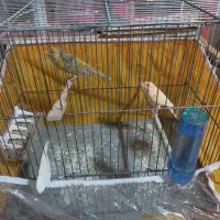 قناری|پرنده|بجنورد, |دیوار