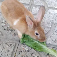 خرگوش بامزه
