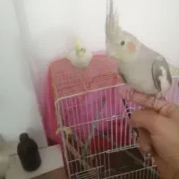 عروس هلندی فروشی|پرنده|کرمان, |دیوار