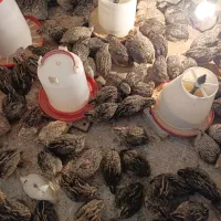 فروش بلدرچین  فوق سنگین