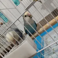 یک جفت عروس هلندی و یک جفت برزیلی|پرنده|بندر ترکمن, |دیوار