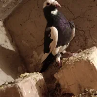 نر پلنگ گرفتنی