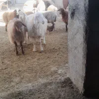 گوسفند داشتی