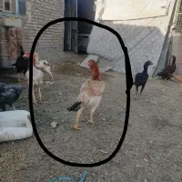 مرغ لاری افغان