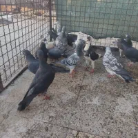 کفتر هوایی|پرنده|شیراز, کوشک میدان|دیوار