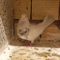 کبوتر|پرنده|بیستون, |دیوار