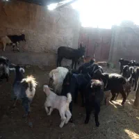 فروش 20راس بز کهره دار و آبستن 10 تا چپش ماده
