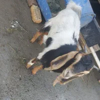 سه تا بز دوتا ماده پاکستانی یدونه نر ساین