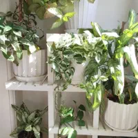 گلدان و گل طبیعی|گل و گیاه طبیعی|کرج, گلشهر|دیوار